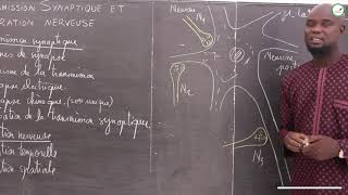 Cours  Terminale S  SVT La transmission synaptique et lintégration nerveuse  M Gnasse [upl. by Suoivart840]