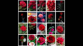 Beautiful Rose Flowers Wallpaper Photos  Whatsapp profile Picture 🌸❤️🌹🌷 [upl. by Arres191]