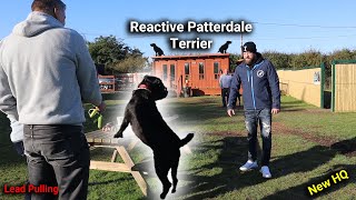 Reactive Patterdale Terrier 11 Dog Training Session With Professional Dog Trainer [upl. by Nosemyaj502]