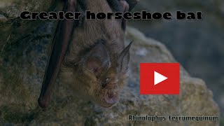 Meet the Greater horseshoe bat Τρανορινόλοφος  Rhinolophus ferrumequinum [upl. by Leinahtam]