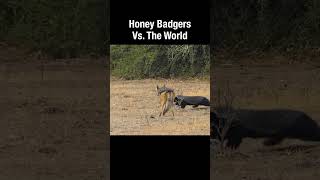 Honey Badgers Vs The World [upl. by Aneema35]