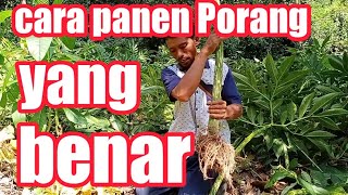 Cara panen Porang yang benar [upl. by Burroughs]