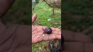 Our first figs from the orchard gardening farmer growyourownfood [upl. by Adnama950]