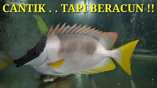 MEMELIHARA IKAN HIAS LAUT [upl. by Ennalyrehc]