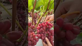 Harvest Fresh Grapes From Large Farm satisfying RomFarm [upl. by Sharl]