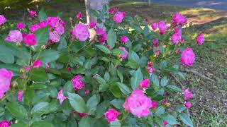 Polyantha Rose  La Marne [upl. by Liagaba]