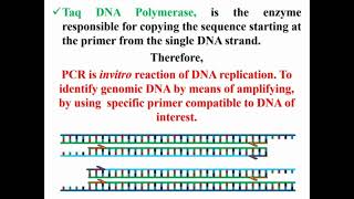 Functions of Taq DNA Polymerase in PCR Reaction [upl. by Veradia]