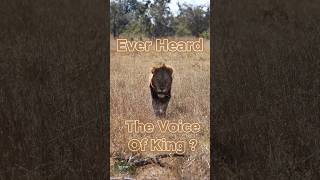 Sound Of The King  Lion Roar  Wild [upl. by Ycnahc]