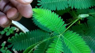 Wonder of nature Lajalu tree Mimosa pudica reacting to touch Video in slow motion [upl. by Ytirahs835]