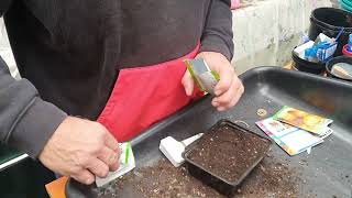 sowing onion seed for this year [upl. by Introk]