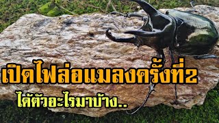 เปิดไฟล่อแมลงได้ด้วงกว่าง​สาม​เขา​จันทร์ครั้งที่2Chalcosoma atlasChalcosoma caucasus [upl. by Gnoix948]