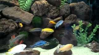 40 gallon breeder african cichlid tank 2 [upl. by Lemor]