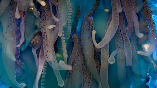 Exploring The Underwater World  4K UHD  Blue Planet II  BBC Earth [upl. by Ahtnahc894]