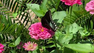 Spicebush Swallowtail Butterfly  Florida Pollinator Butterfly  Seed Library [upl. by Sarilda]