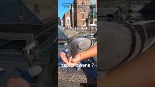 KARMILES GOLEBIE NA RYNKU W KRAKOWIE cracow travel vipapartcracow shorts subscribe [upl. by Acemat]