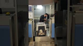 Volaris pet friendly [upl. by Rudolfo]