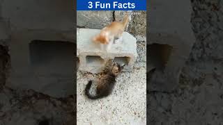 Amazing Fun Facts  Cute Cat Fact Video  facts cat factsinhindi funfacts aurstories [upl. by Yasibit433]