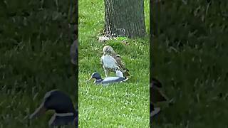 Peregrine falcon hunting ducktrendingwildlifepregrinefalconanimal [upl. by Gagnon]