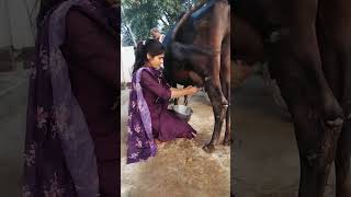 Cow 🐄 milking with cute smile cow animals cowmilkingbyhand [upl. by Notle]