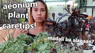 AEONIUM SUCCULENT PLANT CARE PHILIPPINES  Aeonium Care For Hot Weather [upl. by Eak]