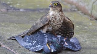 Falcon attack on pigeon 😳🥹 falcon hunting eagle falconattack amazingfacts [upl. by Ennahgem]