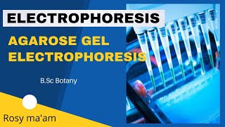 ELECTROPHORESIS  AGAROSE GEL ELECTROPHORESIS  BSc Botany [upl. by Henson382]