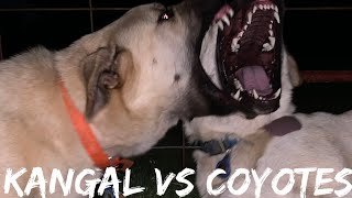 LGD Kangal vs Coyotes [upl. by Feetal863]