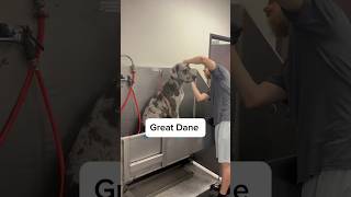 This Dane was pretty great 🐾 greatdane dogbath tutorial eqyssgroomingproducts [upl. by Leakcim]