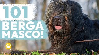 The Bergamasco Sheepdog 101 Cane da Pastore Bergamasco [upl. by Assenna]