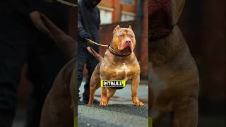 Tibetan Mastiff Vs Pitbull 😱 Whos More Stronger [upl. by Elyrrad]