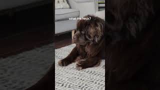 Newfoundland dog and kitten are the best of friends [upl. by Esila264]