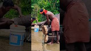 💦🦣 Elephant Shower SPA 💖 elephant destinationbharat shorts mahout ethicalelephanttourism [upl. by Aibat]