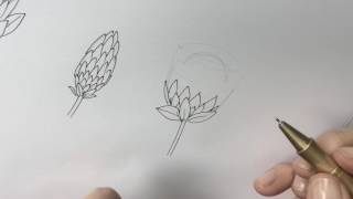 Botanical illustration of a protea [upl. by Aicarg823]