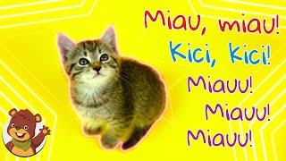 Miau miau kici kici  Miś Tami TV  Piosenki dla dzieci [upl. by Dryfoos]