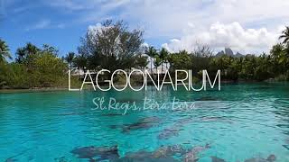 See the Fish in the Lagoonarium at the St Regis Bora Bora [upl. by Jacie105]