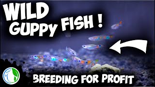 WILD Guppy Fish Breeding For Profit  All My Wild Collected Guppies [upl. by Alvin]