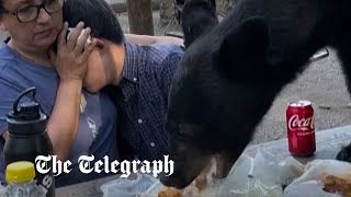 Black bear devours picnic as family freeze to keep themselves safe [upl. by Notse]