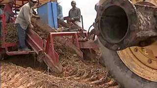 The Sweet Truth about Sweet Potato Production in Louisiana [upl. by Atiuqet146]