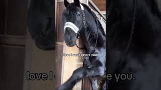 Friesians 😍💗 horse fresian fypシ゚viral equestrian horses [upl. by Aicatsan]