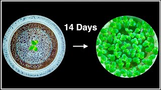 Duckweed Growth Rate Experiment  2 Weeks [upl. by Delcina]