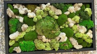 Preserved moss art decor and live air plants to freshen your air [upl. by Rhody167]