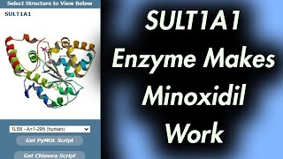 This Enzyme Makes Minoxidil Work SULT1A1 [upl. by Wrdna591]