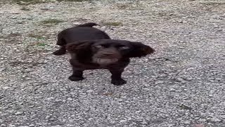 Boykin Spaniel Playing  shorts [upl. by Sibby]