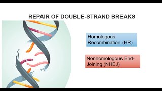 DNA Double Strand Breaks And Repair Systems Part 2 [upl. by Rosenwald]