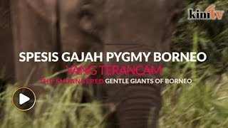 Gajah Pygmy Borneo kini terancam [upl. by Akemej]