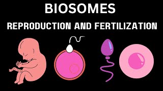 Difference between the Process of reproduction and fertilization [upl. by Hamrah]