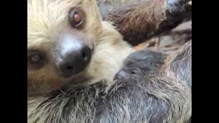 Meet Franklin Park Zoos new sloth baby [upl. by Ziom179]