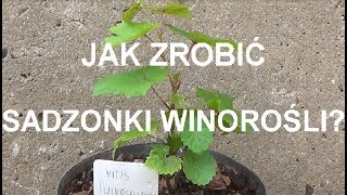 ROZMNAŻANIE WINOROŚLI  krok po kroku [upl. by Netsruk]