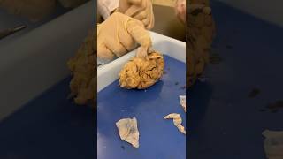 Removal of Dura Mater  Sheep Brain Dissection  AampP1 [upl. by Oakie]