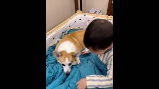 Corgi the best bed warmer in winter cute pet debut plan cute pet plan Corgi cute babi [upl. by Darelle]